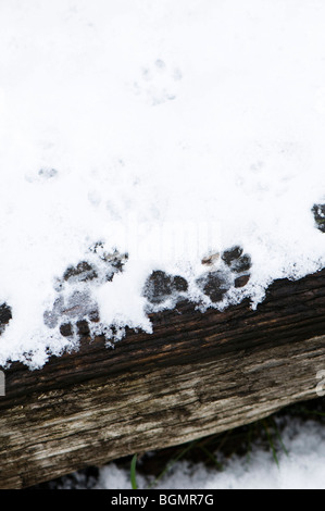 Empreintes de pattes de chat dans la neige légère sur decking en bois Banque D'Images