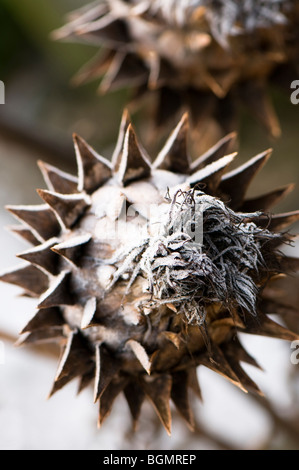 Graines cardon congelé, Cynara cardunculus Banque D'Images