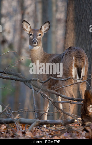 Un cerf femelle debout sur une crête dans les bois. Banque D'Images