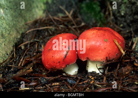 L'sickener / émétique Russula / Vomissements Russula emetica (Russula) Banque D'Images