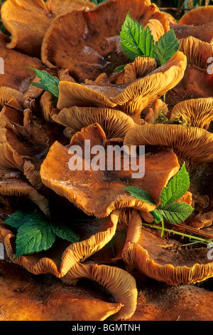 Miel foncé (champignon Armillaria Armillaria ostoyae / solidipes) Banque D'Images