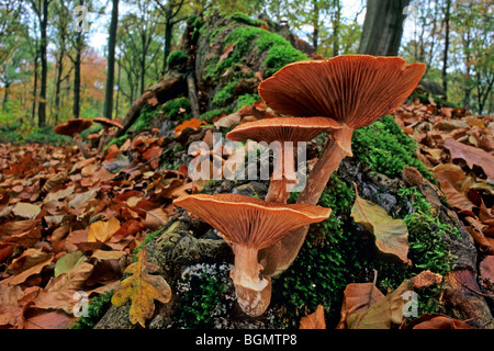 Miel foncé (champignon Armillaria Armillaria ostoyae / solidipes) croissant en cluster sur tronc d'arbre dans la forêt d'automne Banque D'Images