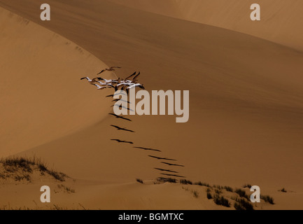 Les pélicans survolant les dunes, Sandwich Harbour, près de Walvis Bay, en Namibie. Banque D'Images