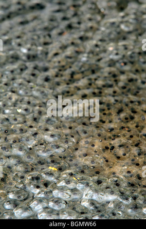 Grenouille rousse (Rana temporaria) frogspawn en étang Banque D'Images