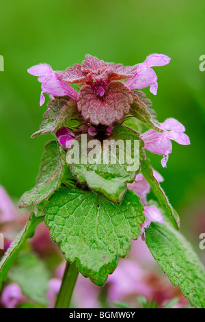 Red dead-nettle (Lamium purpureum), Europe Banque D'Images