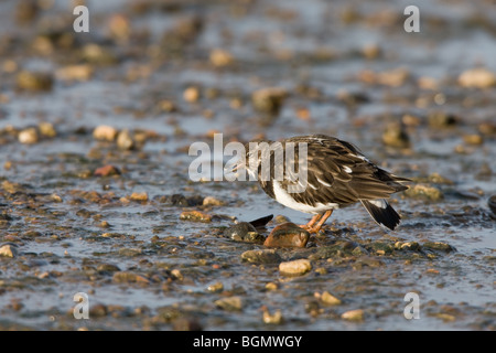 Tournepierre à collier Arenaria interpres adulte en plumage non-reproduction marche sur une plage de galets Banque D'Images