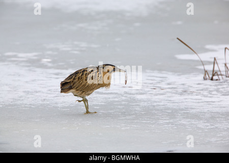 Butor étoilé Botaurus stellaris adulte sur la glace couverte de neige @ Piper marais à poissons dans son projet de loi Banque D'Images