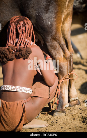 L'enregistrement de Himba Namibie, vache Banque D'Images