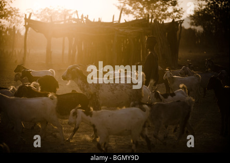 Jeune garçon Himba tendant à sa famille, les chèvres Banque D'Images