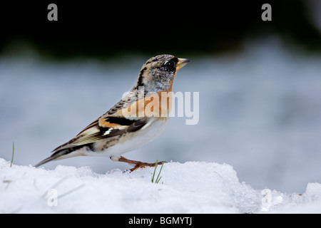 Pinson du nord (Fringilla montifringilla) dans la neige, Belgique Banque D'Images