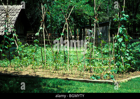 Cherokee jardin avec trois sœurs de maïs, haricot et la courge dans Wilmington Delaware Banque D'Images