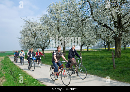 Les cyclistes le long de verger avec cerisiers en fleurs (Prunus avium), Hasselt, Belgique Banque D'Images