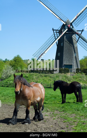 Des chevaux de trait dans la zone et au moulin le musée en plein air Bokrijk, Belgique Banque D'Images