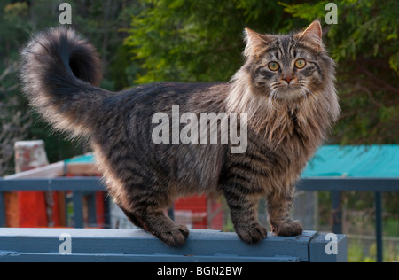 Un long haired cat walking on clôture de jardin Banque D'Images