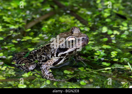 Européen brown frog (Rana temporaria) flottant parmi les lentilles d'eau dans l'étang Banque D'Images