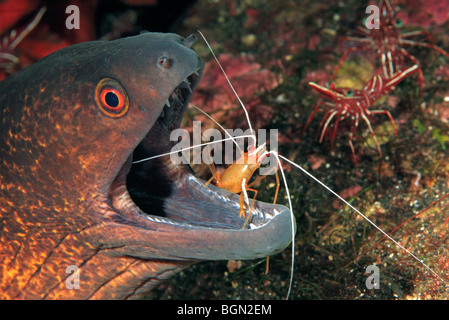 Ou Yellow-Margined Yellowmargin, Moray, Gymnothorax flavimarginatus avoir nettoyer les dents par Crevette Lysmata amboinensis nettoyant, Banque D'Images