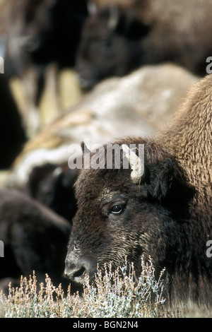 Buffles / Bison (Bison bison), le Parc National de Yellowstone, Wyoming, USA Banque D'Images