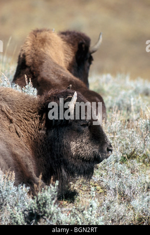 Buffles / Bison (Bison bison), le Parc National de Yellowstone, Wyoming, USA Banque D'Images