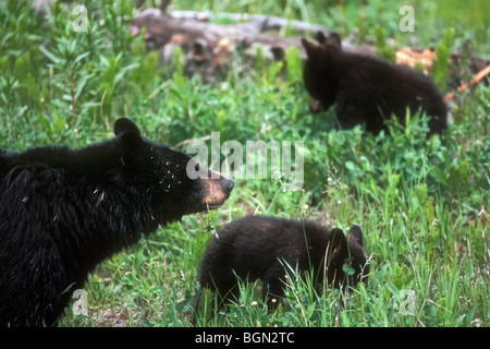 Femelle ours noir avec des petits (Ursus americanus) Yellowstone, Wyoming, USA Banque D'Images