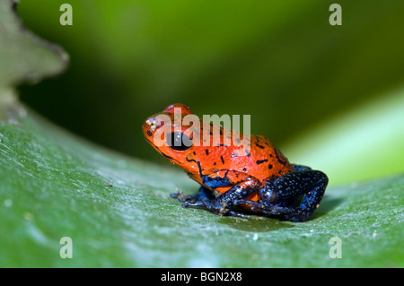 Strawberry poison frog / fraise-poison dart frog (Oophaga pumilio / Dendrobates pumilio) en bleu jeans morph, Costa Rica Banque D'Images