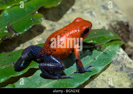 Strawberry poison frog / fraise-poison dart frog (Oophaga pumilio / Dendrobates pumilio) en bleu jeans morph, Costa Rica Banque D'Images