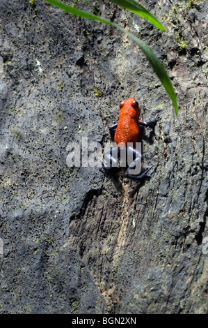 Strawberry poison frog / fraise-poison dart frog (Oophaga pumilio / Dendrobates pumilio) en bleu jeans morph, Costa Rica Banque D'Images