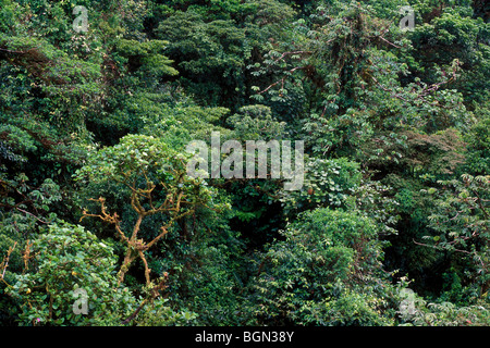 Monteverde Cloud forest canopy, NR, Costa Rica Banque D'Images