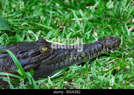 Crocodile (Crocodylus acutus) reposant sur les bords de la rivière montrant grand museau et des dents, Parc National Carara, Costa Rica Banque D'Images