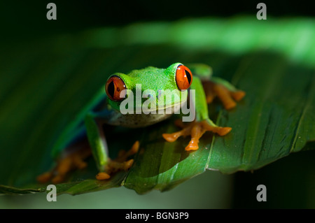 Feuille criardes grenouille / rainette aux yeux rouges (agalychnis callidryas), Costa Rica Banque D'Images