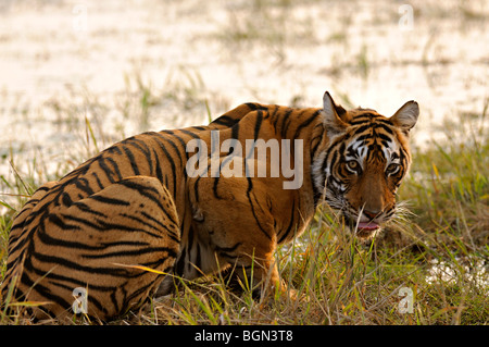 Potable tigre d'un lac dans le parc national de Ranthambhore au coucher du soleil Banque D'Images