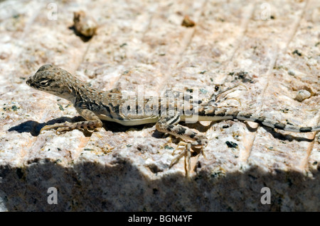 La moule commune (le lézard Callisaurus draconoides) Bain de soleil sur la roche en désert de Sonora, Saguaro National Park, Arizona, États-Unis Banque D'Images