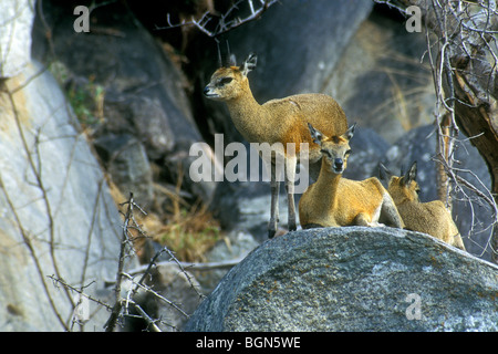 Les antilopes Klipspringer (Oreotragus oreotragus) sur les rochers de koppie, Kruger National Park, Afrique du Sud Banque D'Images