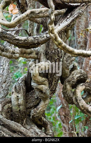 Les lianes en forêt tropicale, Parc National Palo Verde, Costa Rica, Amérique Centrale Banque D'Images