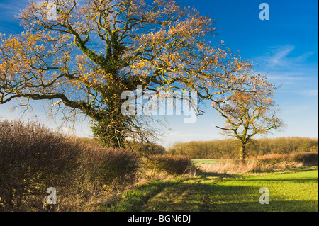 Sentier Public dans le champ bordé d'aubépine près de couverture Thurning, sur la frontière de Cambridgeshire et le Northamptonshire Banque D'Images