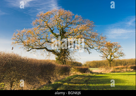 Sentier Public dans le champ bordé d'aubépine près de couverture Thurning, sur la frontière de Cambridgeshire et le Northamptonshire Banque D'Images