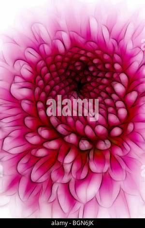 Photo illustration : un close-up d'un chrysanthème rose vif sur un fond blanc Banque D'Images