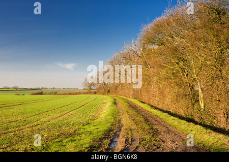 Terrain bordé par l'aubépine près de couverture Thurning, sur la frontière de Cambridgeshire et le Northamptonshire, Angleterre Banque D'Images