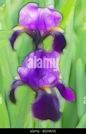 Photo illustration : deux iris barbus dans une bordure herbacée Banque D'Images