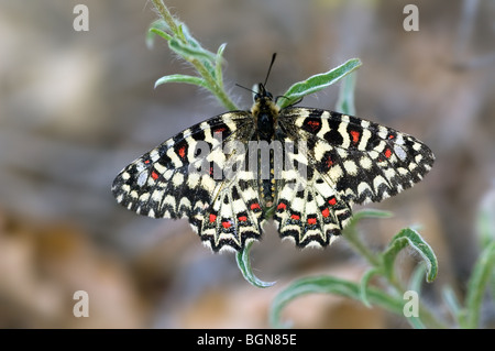 Festoon espagnol (Zerynthia rumina papillon), l'Estrémadure, Espagne Banque D'Images