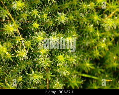 Close up de gouttelettes d'eau sur les plantes. Banque D'Images
