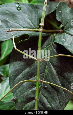 Bâton de marche verte (insectes) Phasmatoptera sur camouflés dans des feuilles de la forêt de nuages, Costa Rica Banque D'Images