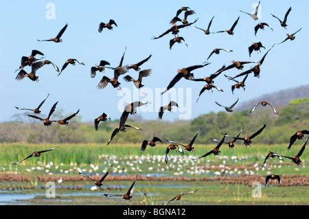 Troupeau de sifflement à ventre noir canards décollant de swamp (Dendrocygna autumnalis), Palo Verde NP, Costa Rica Banque D'Images