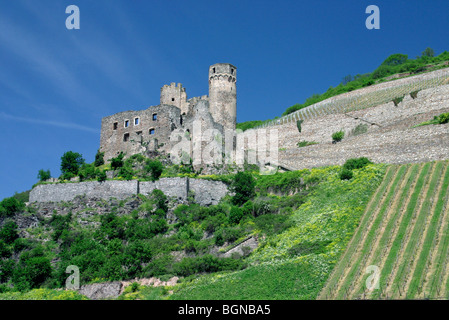 La ruine Ehrenfels et des vignobles en bordure du Rhin près de Ruedesheim, Allemagne Banque D'Images