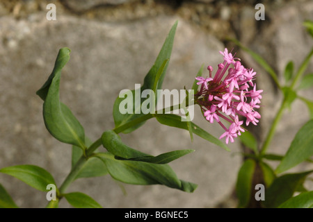 La valériane rouge, centranthus ruber Banque D'Images