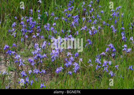 Écrou de Barbarie Iris (Gynandriris sisyrinchum) floraison Estrémadure Espagne Banque D'Images