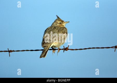 (Galerida cristata Crested Lark) Estrémadure Espagne Banque D'Images