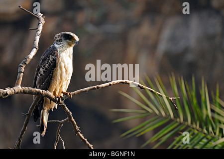 Crested juvénile (Spilornis cheela Aigle Serpent ou Kanmuri-washi) sur un arbre la perche dans la réserve de tigres de Ranthambhore en Inde. Banque D'Images