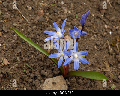 Gloire-de-la-neige, chionodoxa forbesii Banque D'Images