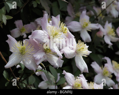 Clématite Clematis montana, l'himalaya Banque D'Images