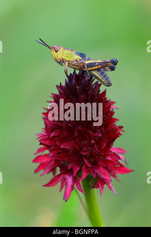 Orchidée vanille noire (Nigritella nigra) avec grasshopper, Gran Paradiso NP, Italie Banque D'Images